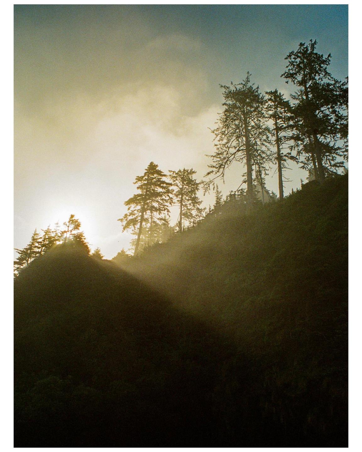 Sunlight streams through a hazy forest on a hillside.