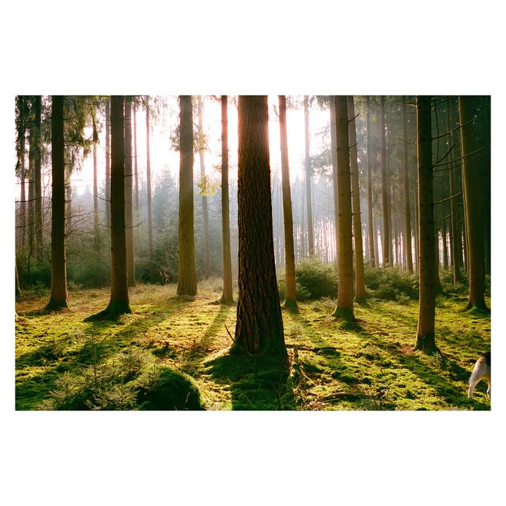 Sunlight streams through tall trees in a forest with a mossy ground.