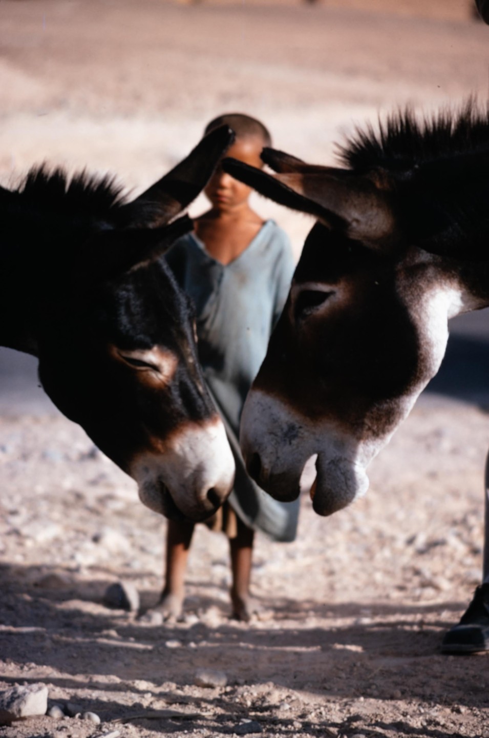 Two donkeys stand in the foreground with a child in the background.