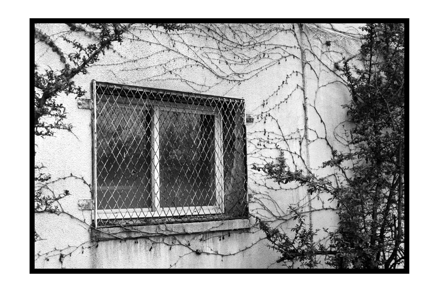 A window with a metal security grate is surrounded by climbing vines and bare branches on a textured wall.