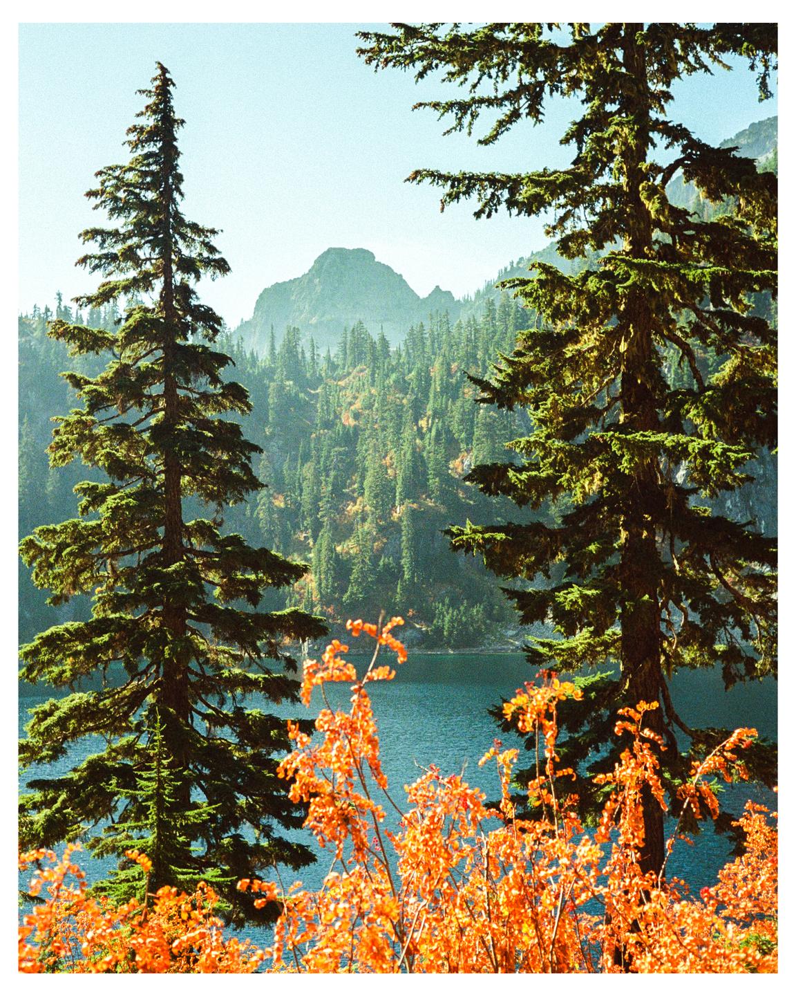 Two tall evergreen trees frame a lake surrounded by mountains and autumn foliage.