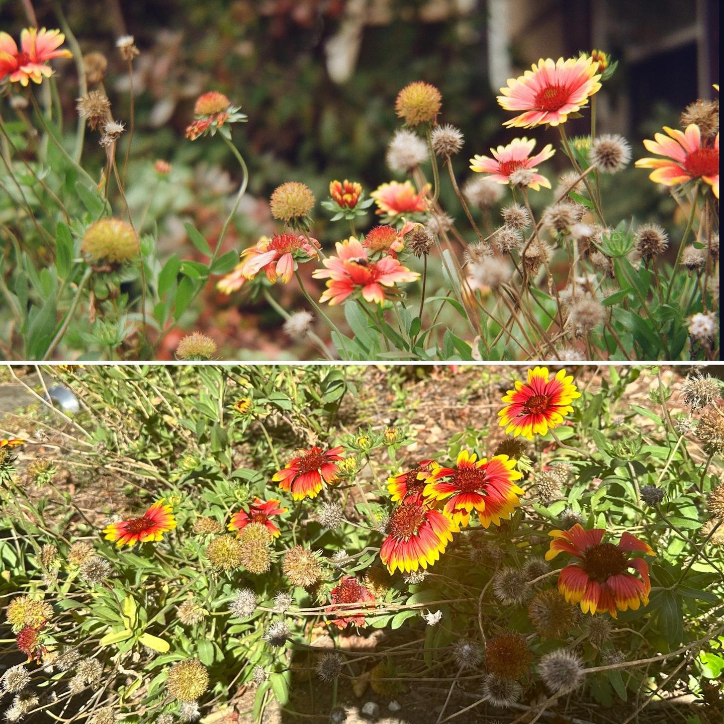 A split image shows two different color renditions of a patch of red and yellow flowers.