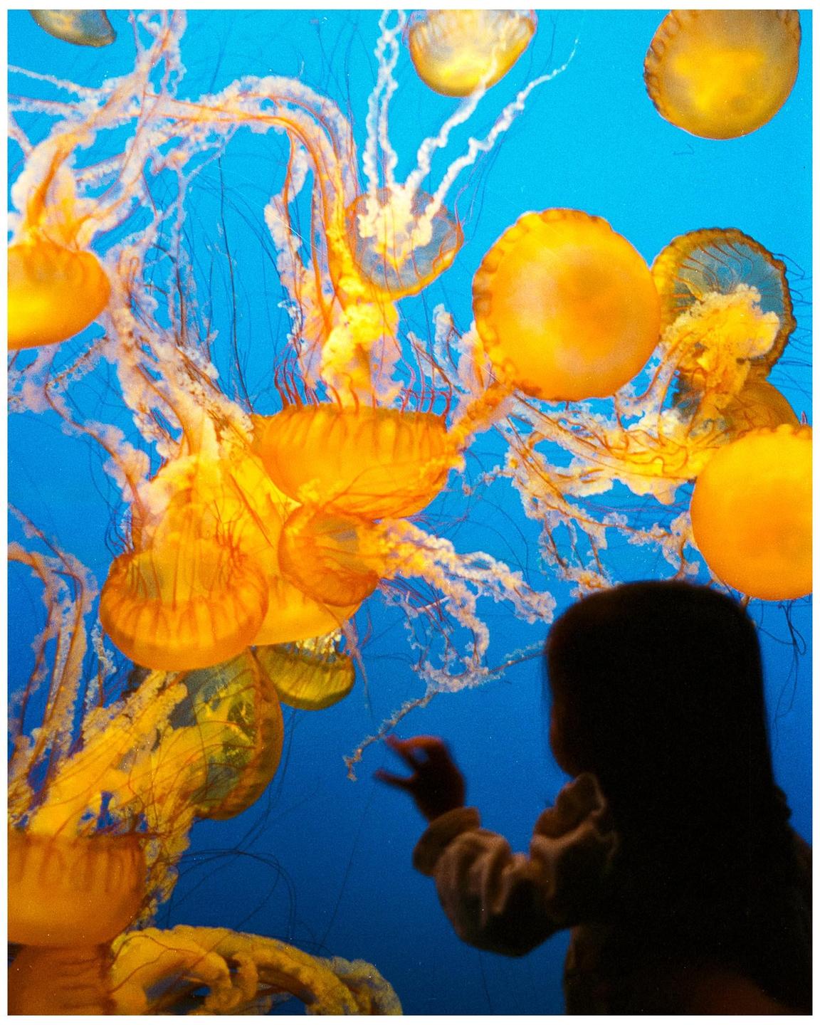 A child looks at orange jellyfish swimming in blue water.