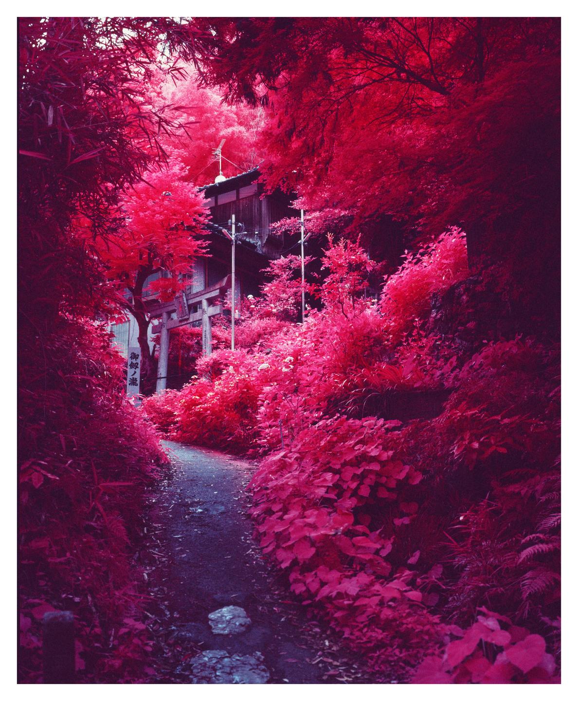 A narrow path leads through a forest of bright pink foliage towards a traditional Japanese building and torii gate.