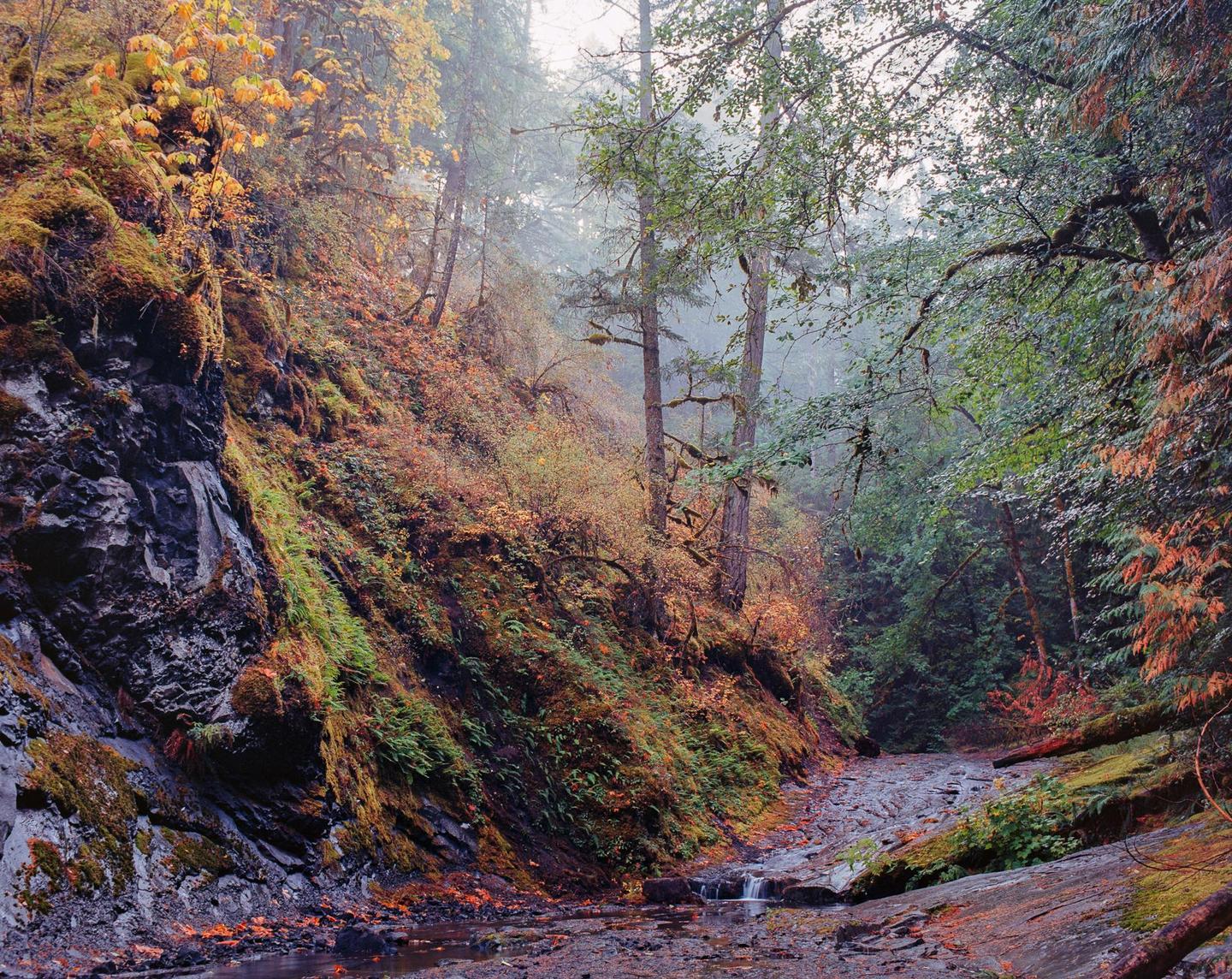 A narrow stream flows through a forest with autumn foliage and fog.