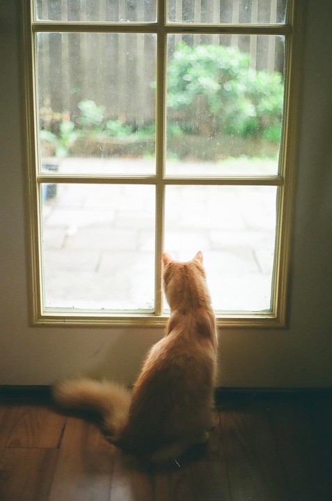 An orange cat sits on a wooden floor looking out a window.