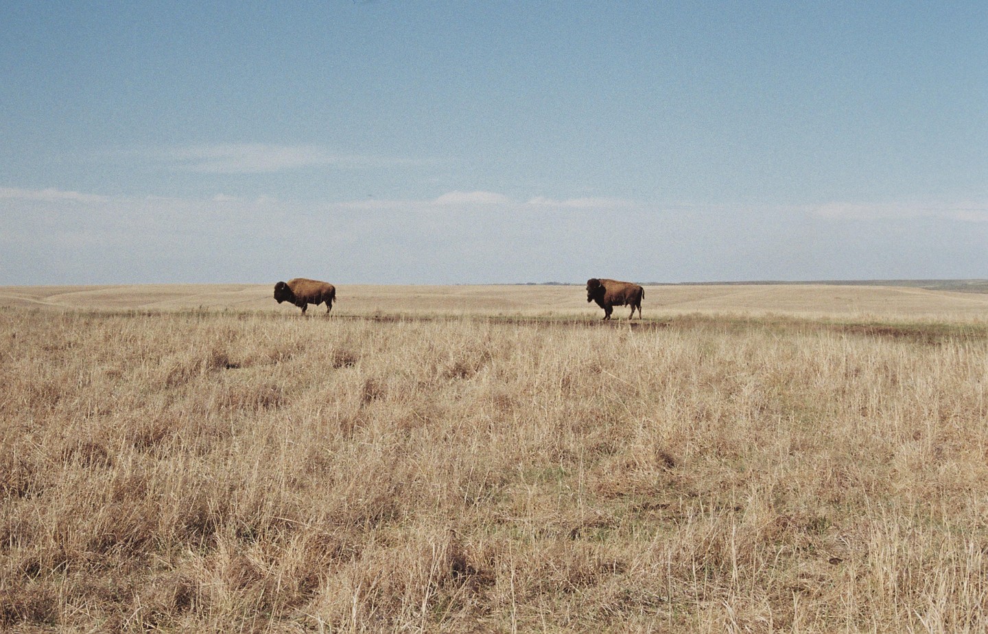 Two bison walk across a vast, dry grassy plain under a clear sky.