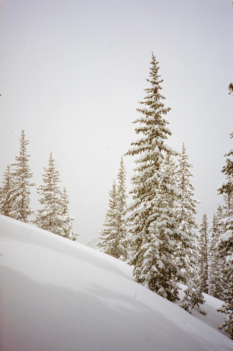 A snow-covered mountain slope is filled with evergreen trees under a bright sky.