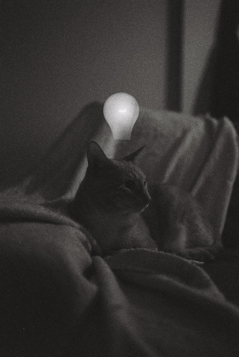 A cat sits on a blanket with a glowing lightbulb above its head.