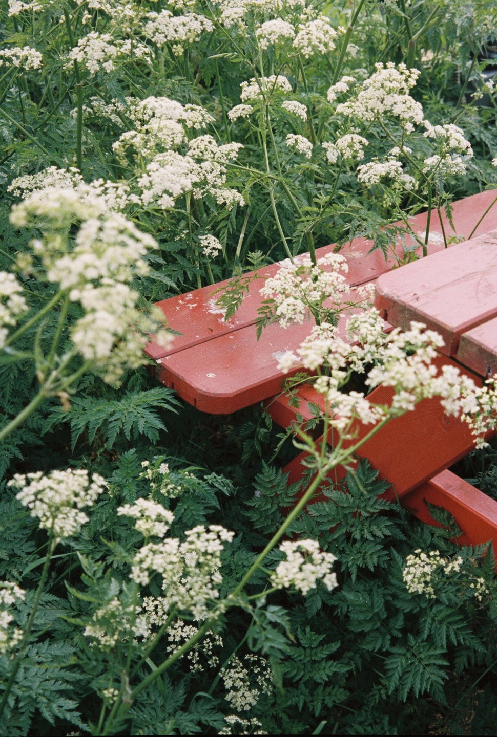 A red picnic table is surrounded by white flowers and green foliage.