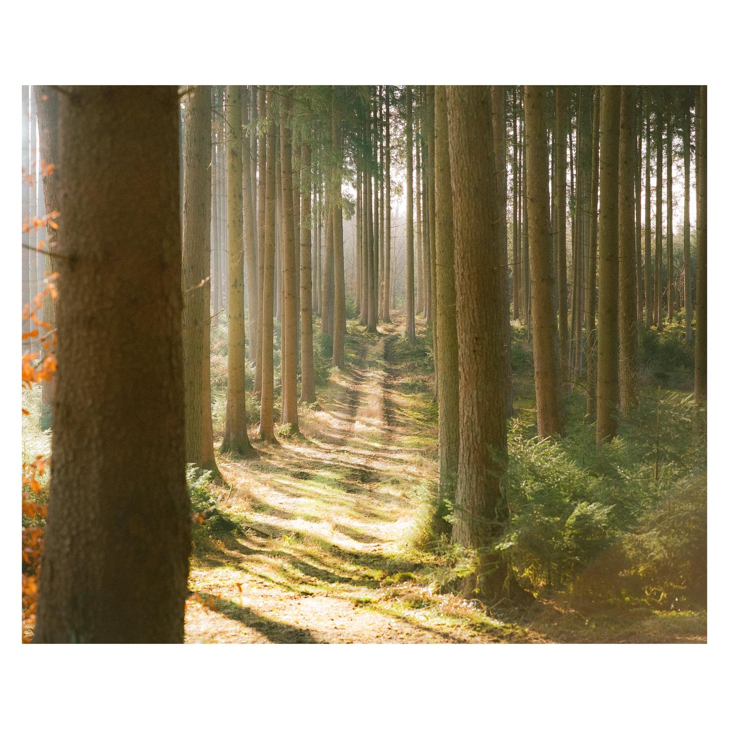 A narrow path winds through a dense forest of tall, slender trees with sunlight filtering through the canopy.