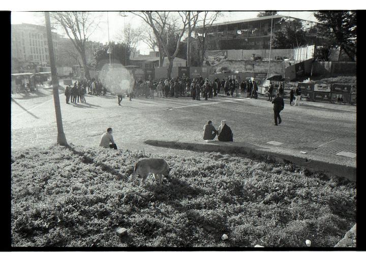 A dog forages in a grassy area while people gather on a paved street in a city.