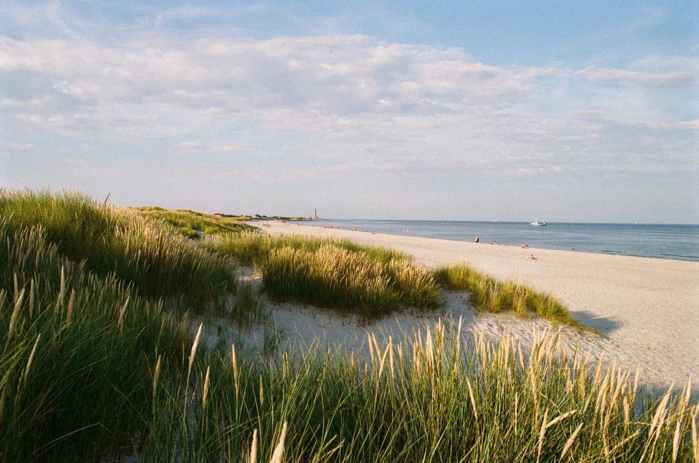 A sandy beach with tall grass dunes in the foreground and people enjoying the water and sand in the distance.