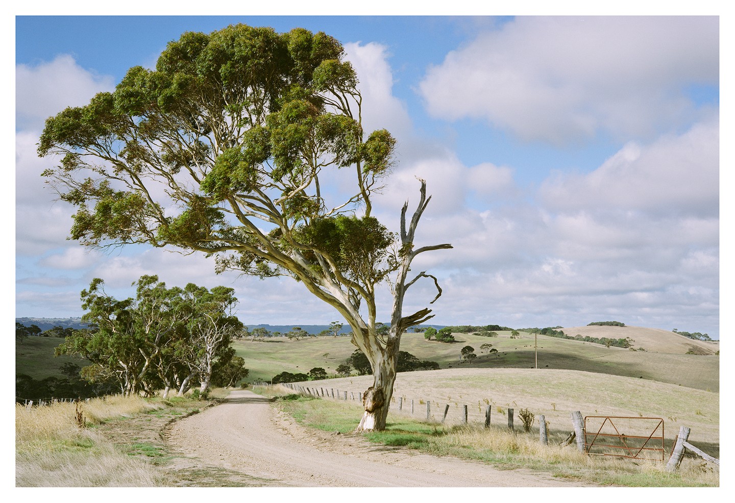 A dirt road curves past a large tree with a fence and rolling hills in the background under a cloudy sky.