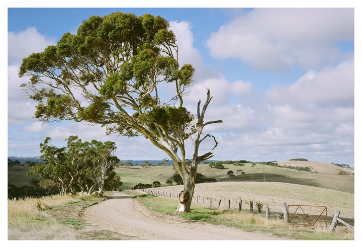 A dirt road curves past a large tree with a fence and rolling hills in the background under a cloudy sky.