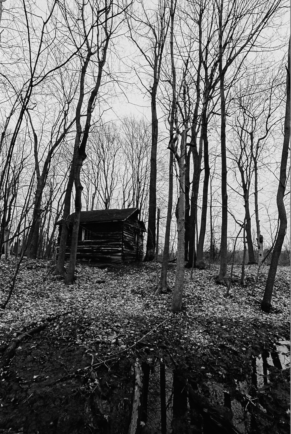 A small wooden cabin sits among tall, bare trees with fallen leaves on the ground and a reflection of the trees in water in the foreground.