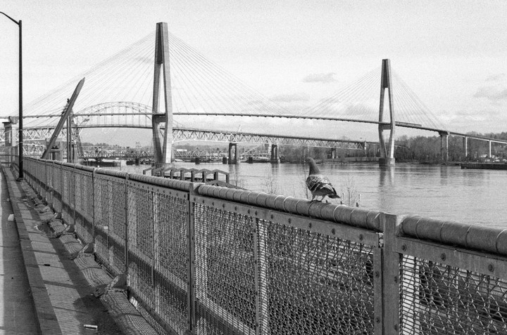 A pigeon stands on a fence overlooking a river with multiple bridges in the background.