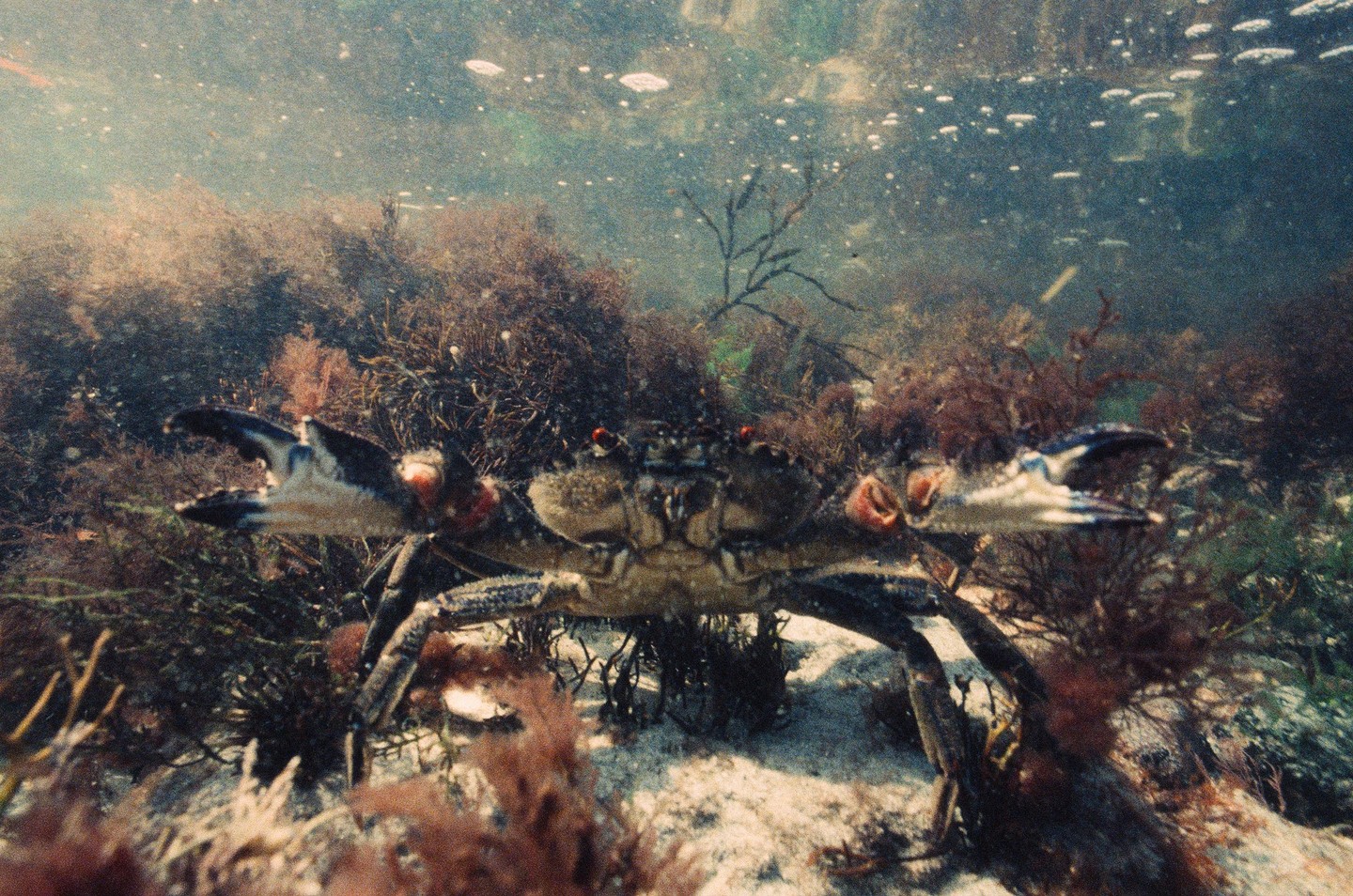 A crab with red eyes and open claws is visible underwater among seaweed and bubbles.