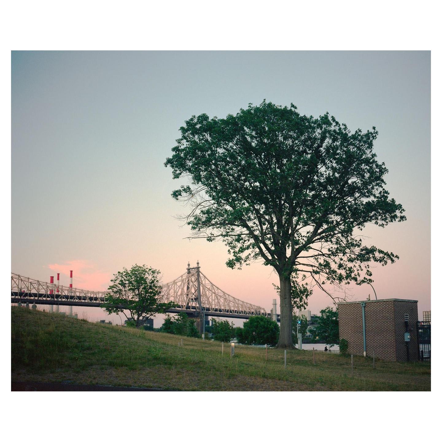 A large tree stands on a grassy hill with a bridge and industrial structures in the background under a pastel sky.