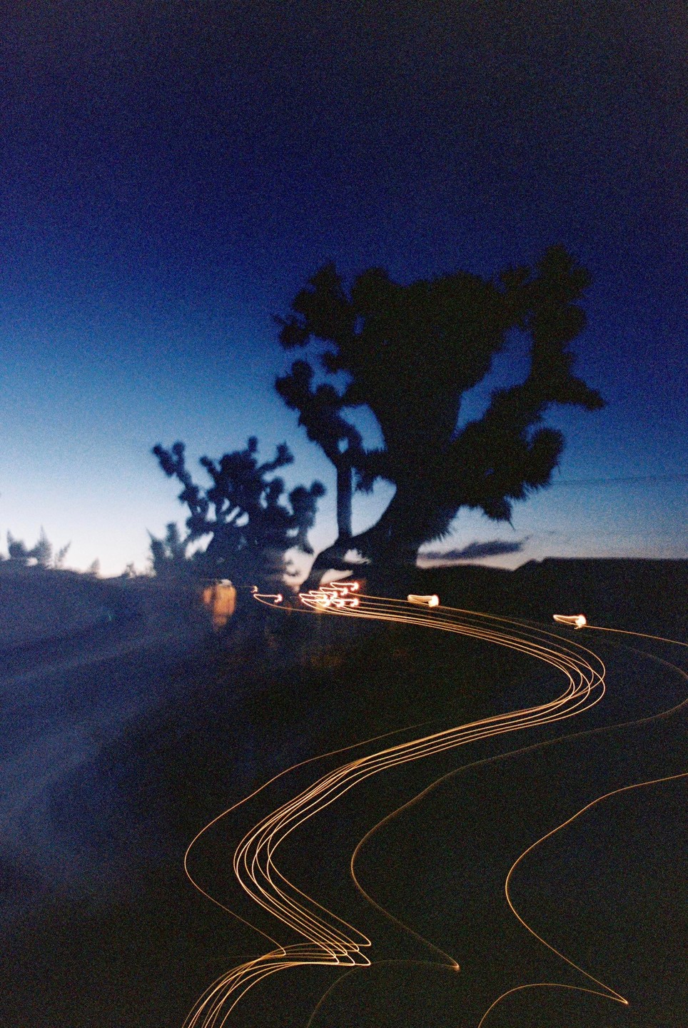 Light trails curve across the bottom of the frame with silhouetted Joshua trees against a dark blue sky.