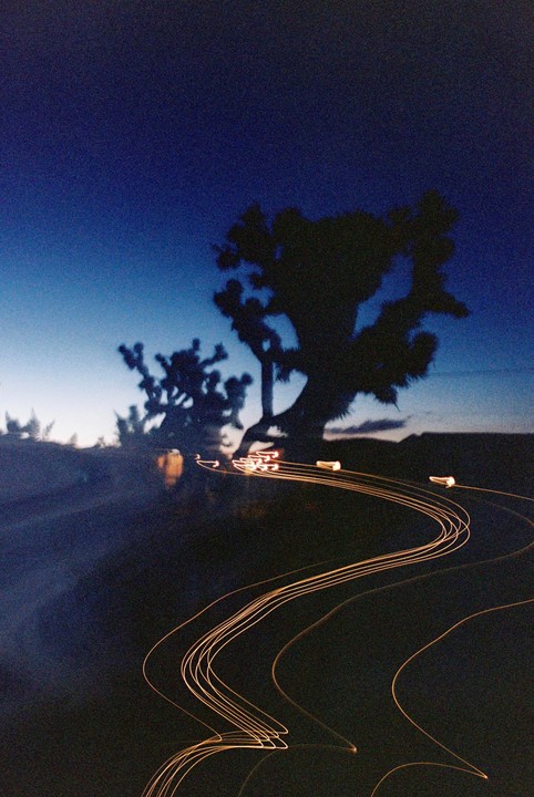 Light trails curve across the bottom of the frame with silhouetted Joshua trees against a dark blue sky.