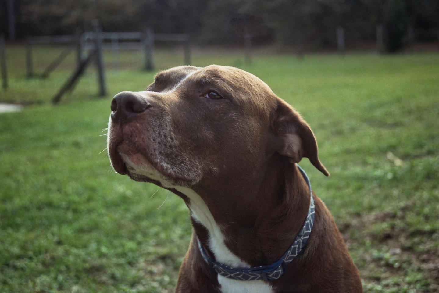 A brown and white dog with a blue collar looks up and to the left in a grassy field.