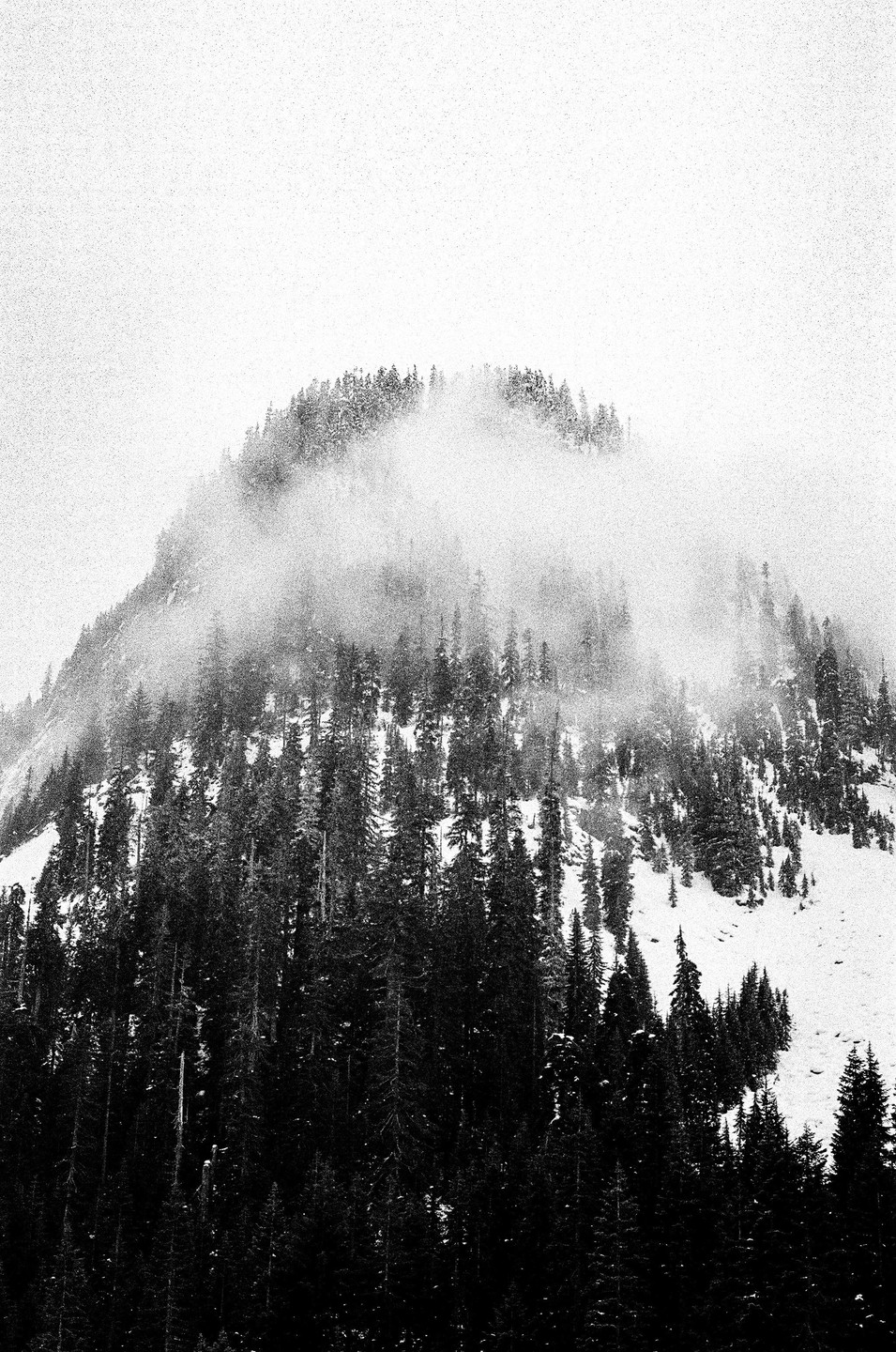 A snow-covered mountain with a dense forest of pine trees is partially obscured by fog.