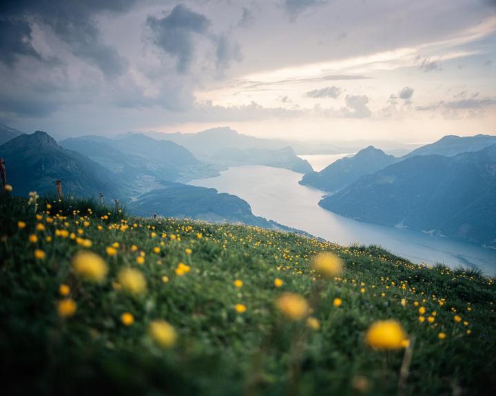 A hillside covered in yellow flowers overlooks a lake surrounded by mountains under a cloudy sky.