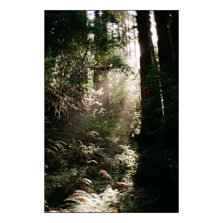 Sunbeams illuminate a forest floor covered in ferns and other plants.