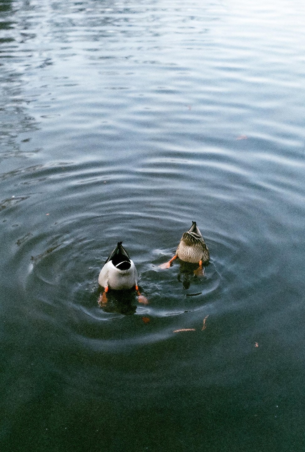 Two ducks are diving headfirst into the water, leaving their tails and feet visible above the surface.
