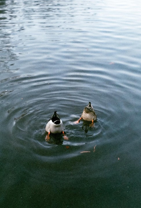 Two ducks are diving headfirst into the water, leaving their tails and feet visible above the surface.