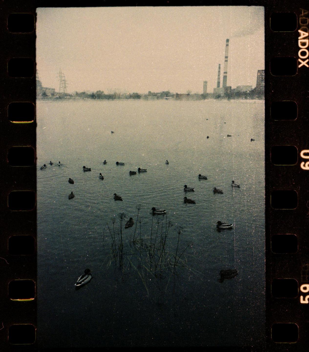 Ducks swim in a body of water with industrial smokestacks visible in the distance under a hazy sky.
