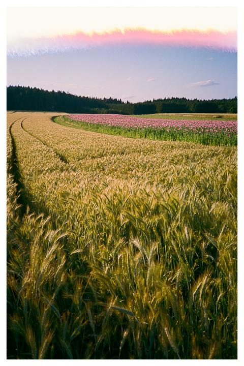 A field of golden wheat and pink flowers stretches towards a dark forest under a bright sky with a colorful light leak.