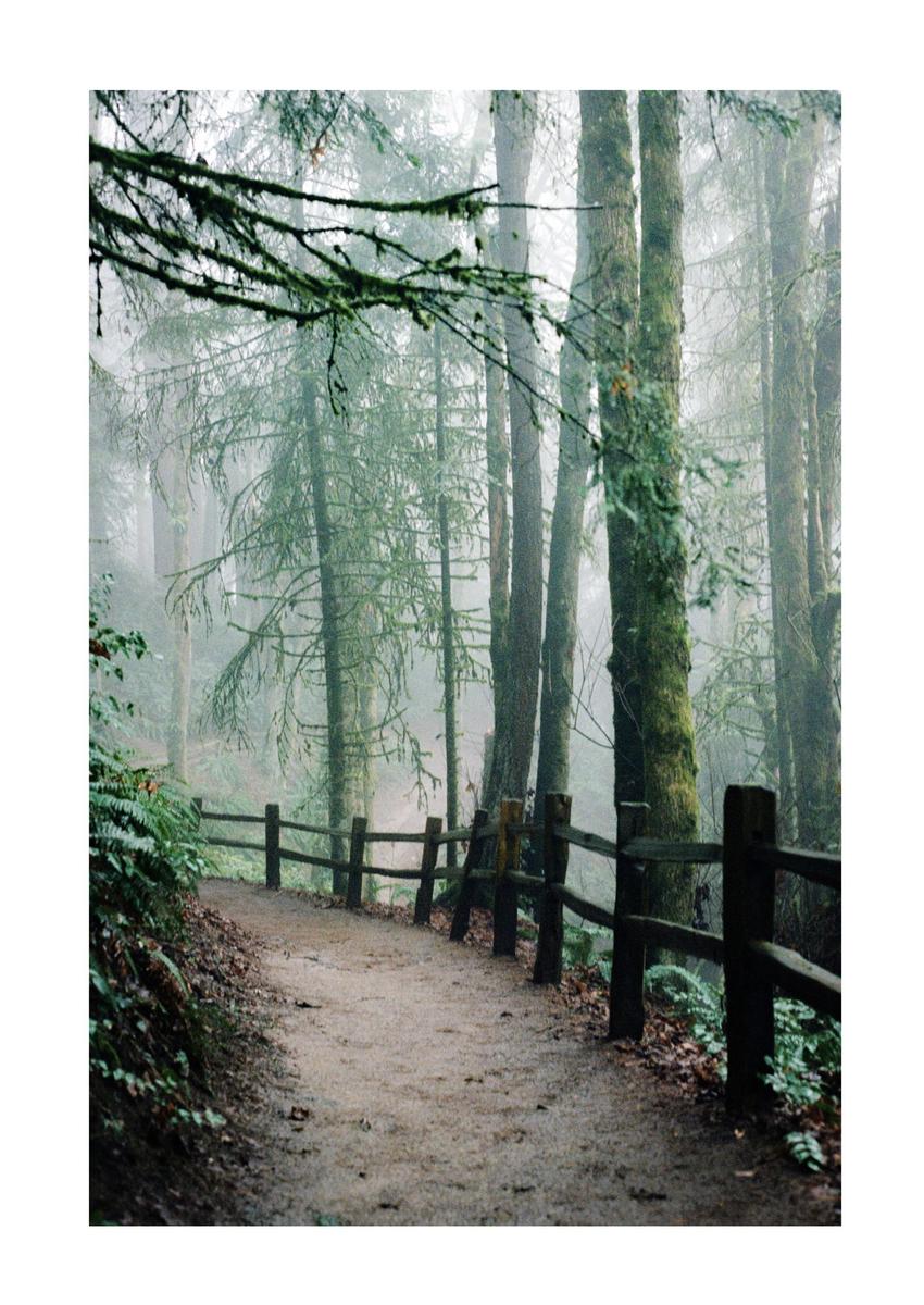 A dirt path with a wooden fence on the right leads into a hazy forest with tall trees covered in moss.
