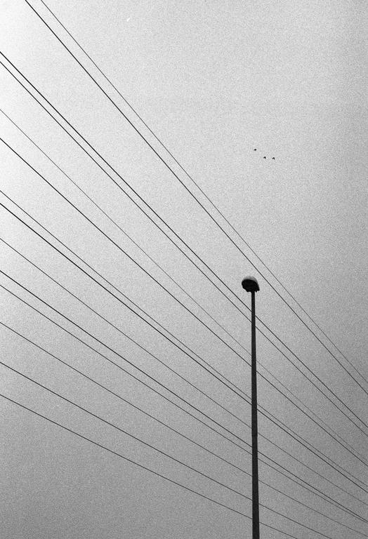 A street light stands tall against a bright sky, with numerous power lines stretching across the frame and three small birds flying in the distance.