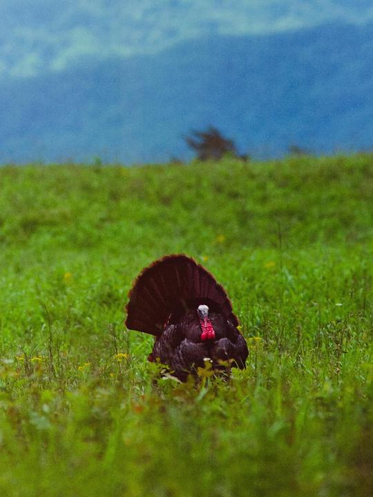 A turkey with its tail fanned out stands in a field of tall green grass under a blue sky.