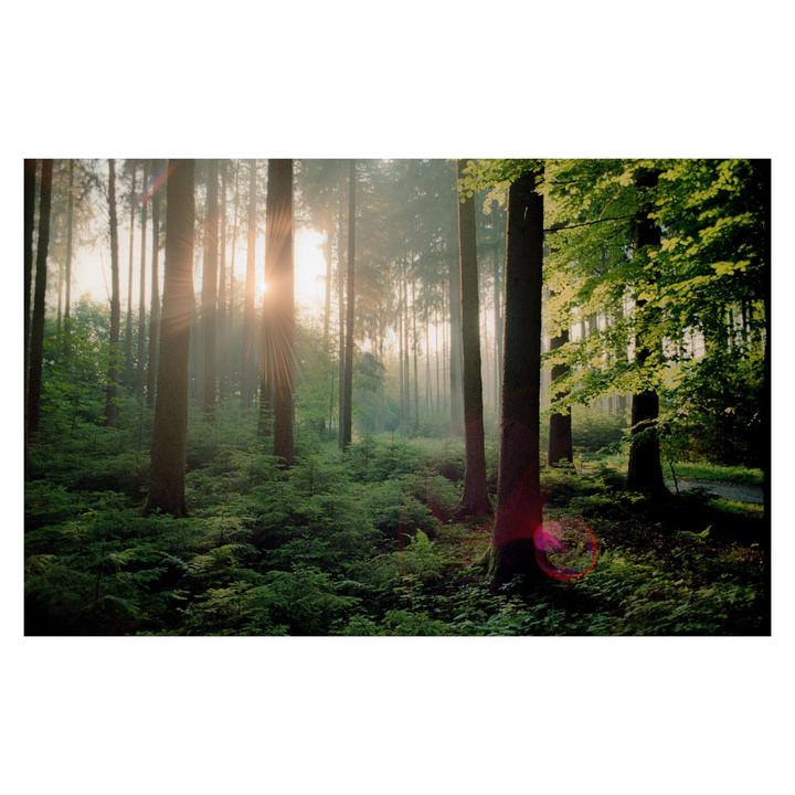 Sunlight streams through a dense forest with tall trees and abundant undergrowth.