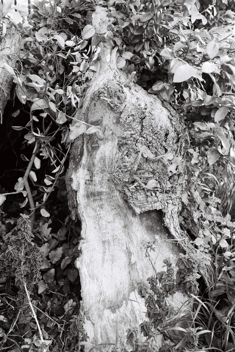 A tree trunk with textured bark is surrounded by foliage.