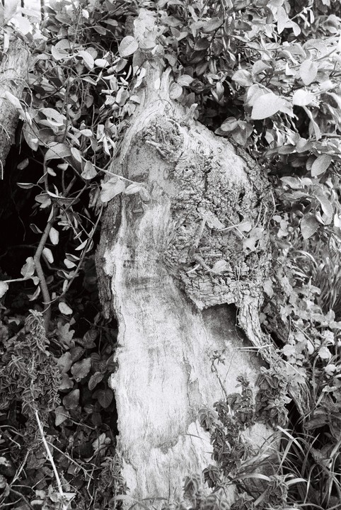 A tree trunk with textured bark is surrounded by foliage.