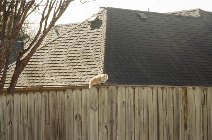 A fluffy orange cat sits on a wooden fence with a shingled roof in the background.