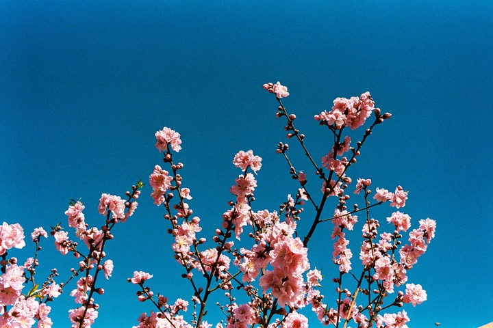 Pink blossoms on branches are set against a clear blue sky.