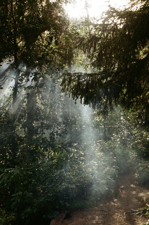 Sunlight streams through the trees and mist onto a dirt path in a forest.