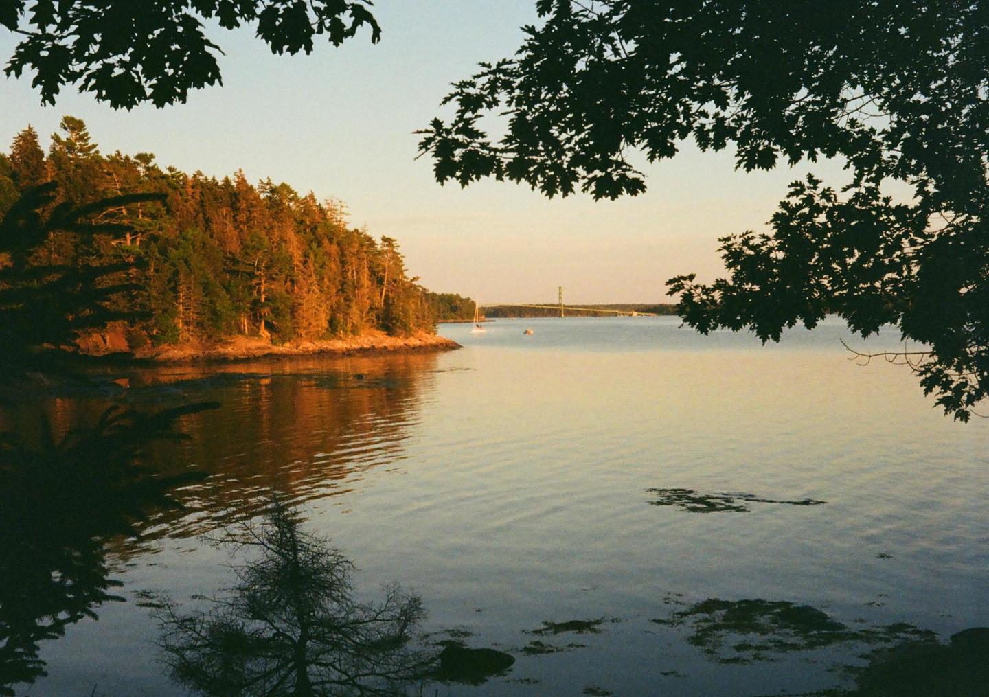 A body of water with a forested shoreline on the left and a bridge in the distance is framed by dark foliage.