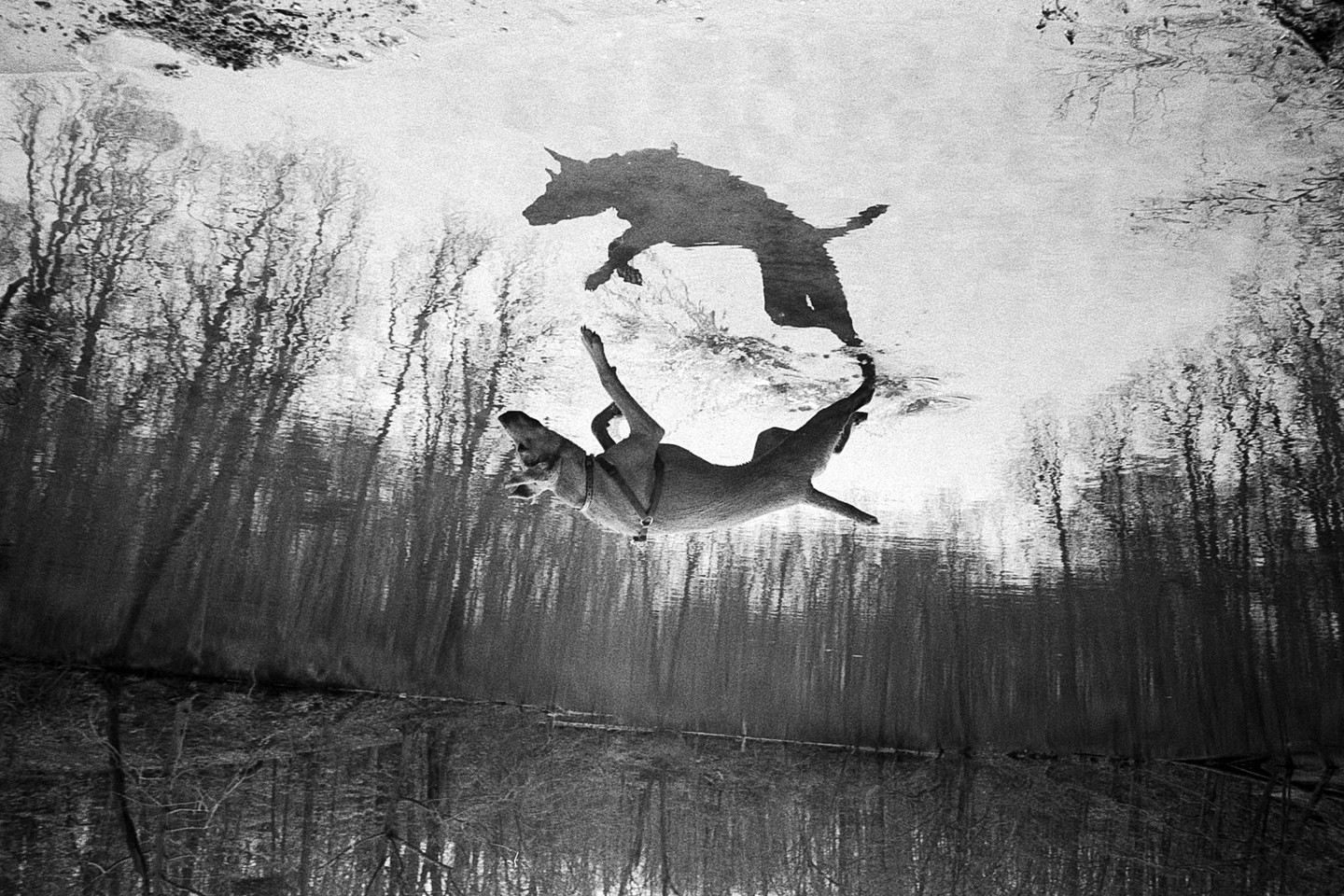 A dog jumps over its reflection in a body of water, with trees reflected in the background.