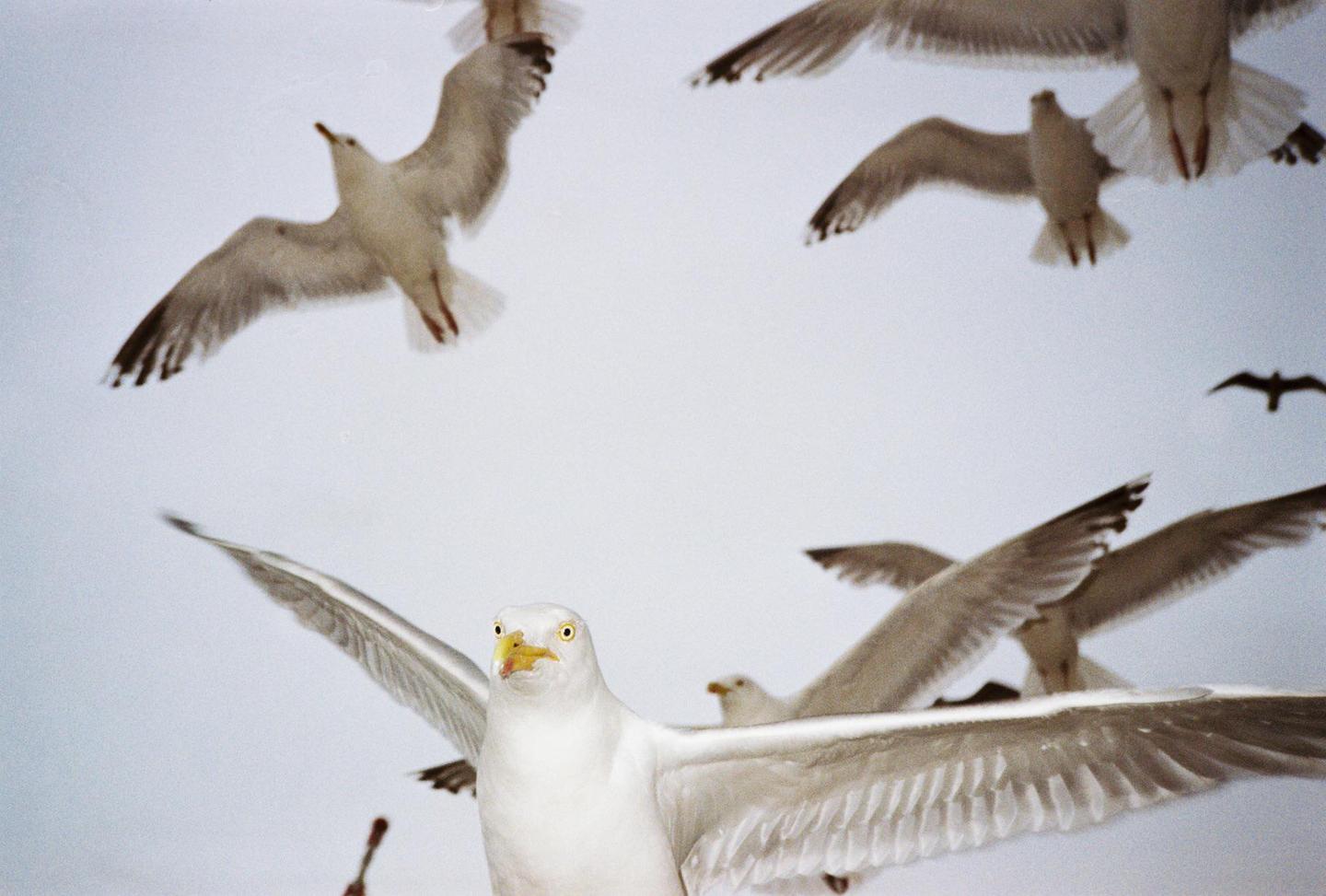 Several seagulls fly in a light sky, with one prominent in the foreground looking directly at the viewer.