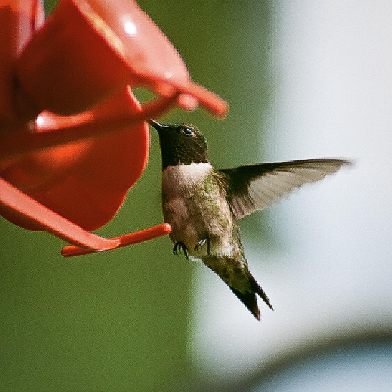 A hummingbird hovers at a red feeder with its wings spread.