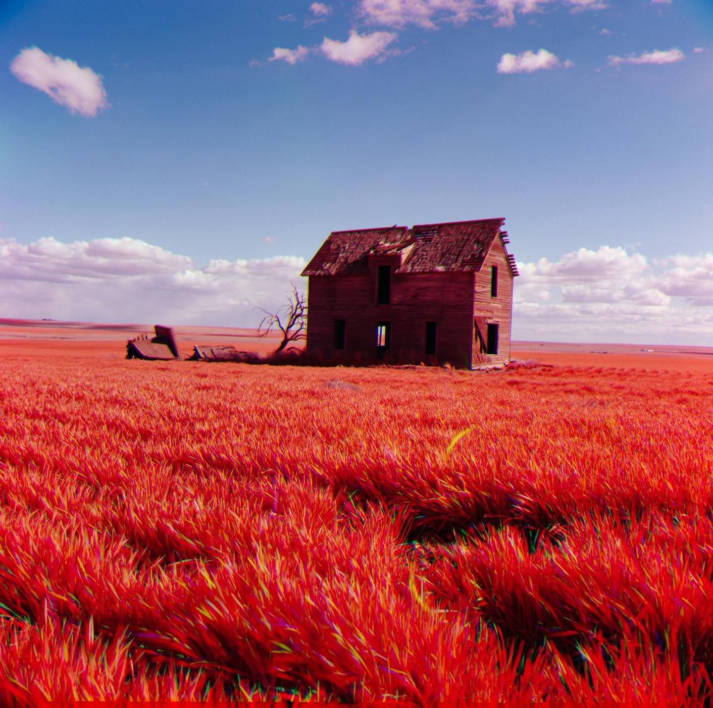 An abandoned wooden house stands in a field of bright red grass under a blue sky with white clouds.