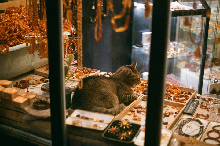 A cat lies among amber jewelry in a shop window.