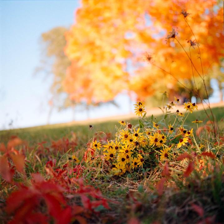 A cluster of yellow flowers grows in a field with red foliage in the foreground and an orange tree in the background.