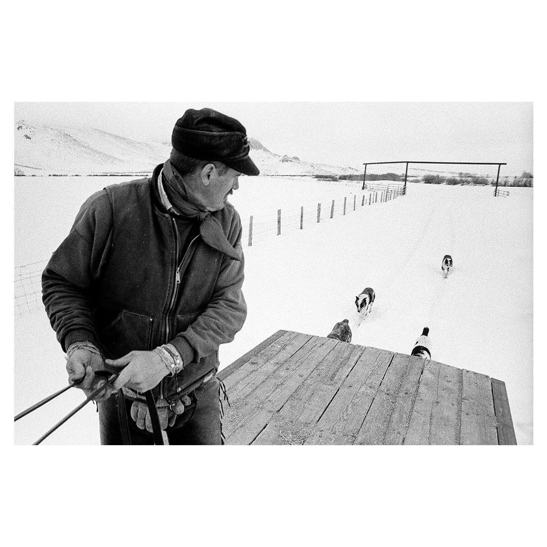 A man in a cap and jacket stands in a snowy field with dogs and a wooden platform in the foreground.